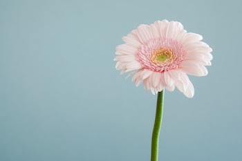 selective focus photography of pink petaled flower