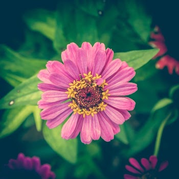 Selective Focus Photography of Pink Petaled Flower