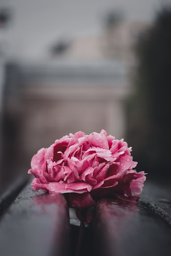 Selective Focus Photography Of Pink Petaled Flower