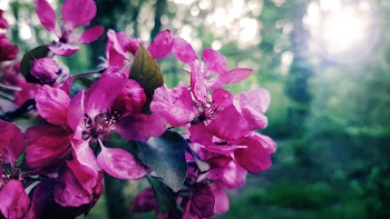 Selective Focus Photography of Pink Petaled Flowers