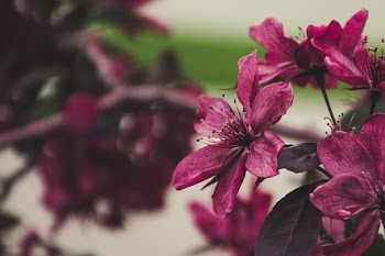 Selective Focus Photography Of Pink Petaled Flowers