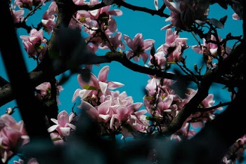 Selective Focus Photography of Pink Petaled Flowers