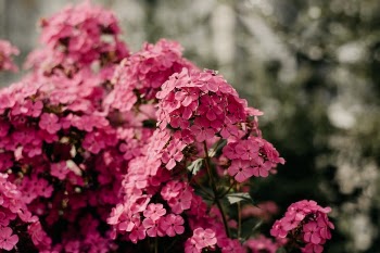 Selective Focus Photography of Pink Petaled Flowers