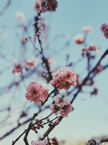 Selective Focus Photography of Pink Petaled Flowers