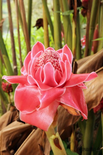 Selective Focus Photography of Pink Protea Flower