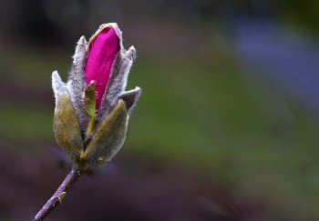 Selective Focus Photography Of Pink Rose Flower Bud
