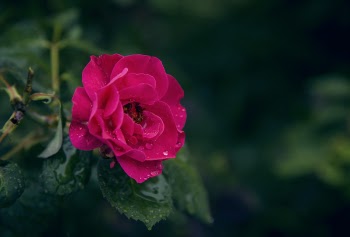 Selective Focus Photography of Pink Rose Flower With Water Droplets