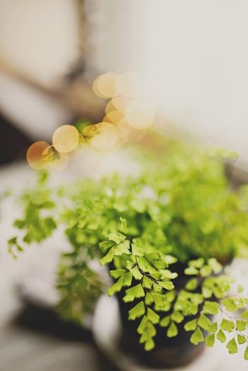 selective focus photography of plan in black pot