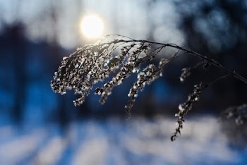 Selective Focus Photography Of Plant