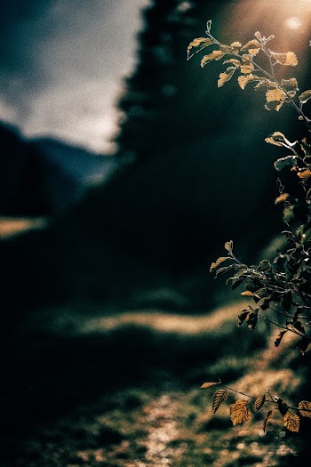 Selective Focus Photography Of Plant
