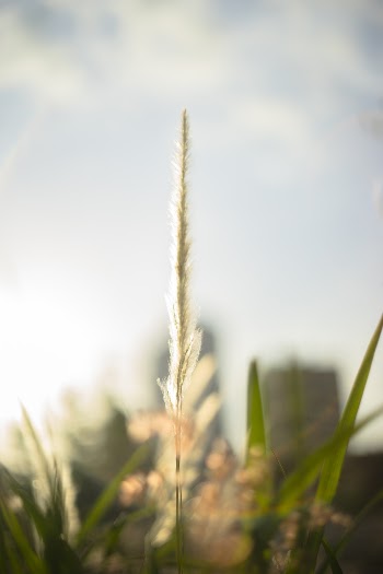Selective Focus Photography Of Plant