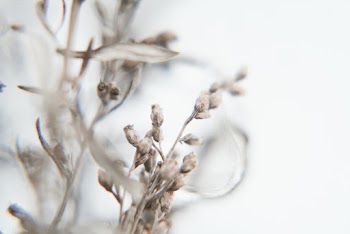 Selective Focus Photography of Plants