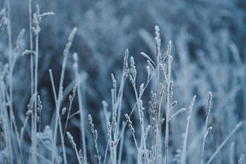 Selective Focus Photography Of Plants