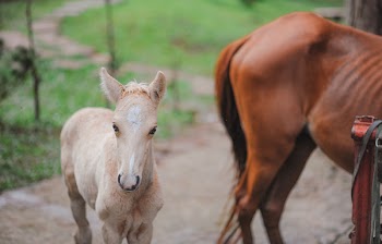 Selective Focus Photography Of Pony 