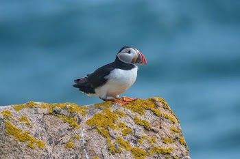 selective focus photography of puffin bird standing on rock at daytime