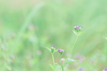 Selective Focus Photography of Purple Ageratum Flower