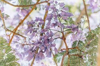 Selective Focus Photography of Purple Clustered Flowers