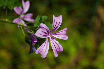 Selective Focus Photography of Purple Cranesbill Geranium Flowers