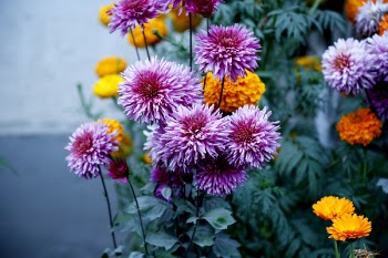 Selective Focus Photography of Purple Flower