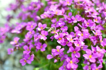 Selective Focus Photography of Purple Flowers