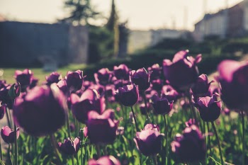 Selective Focus Photography of Purple Flowers