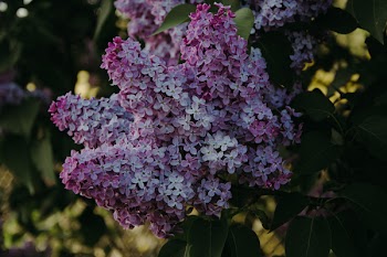 Selective Focus Photography Of Purple Hyacinth