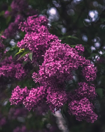 Selective Focus Photography of Purple Lilac Flowers