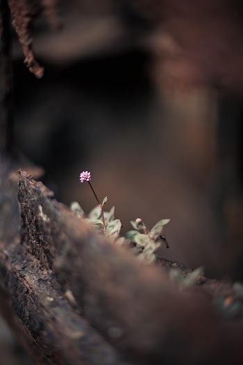 Selective Focus Photography of Purple Petaled Flower