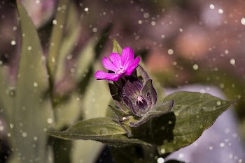 Selective Focus Photography of Purple Petaled Flower