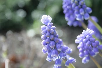 Selective Focus Photography of Purple Petaled Flower