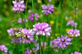 Selective-focus Photography of Purple Petaled Flower