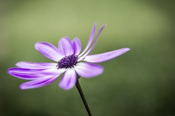 selective focus photography of purple petaled flower