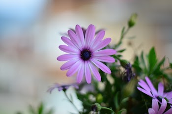 Selective-focus Photography of Purple Petaled Flower in Bloom