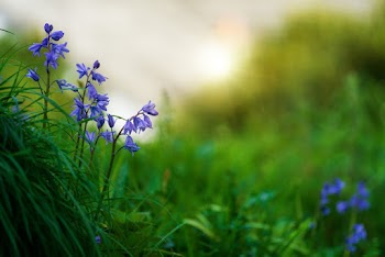 Selective Focus Photography of Purple-petaled Flowers