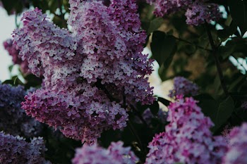 Selective Focus Photography Of Purple Petaled Flowers