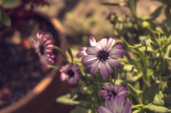 Selective Focus Photography of Purple Petaled Flowers