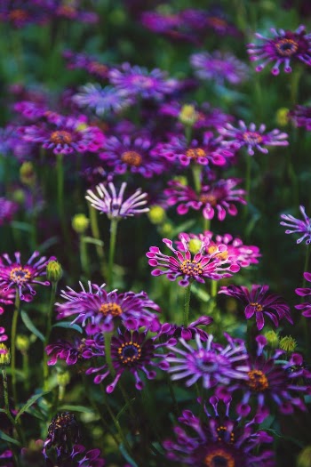 Selective Focus Photography of Purple Petaled Flowers