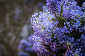 Selective Focus Photography of Purple Petaled Fowers