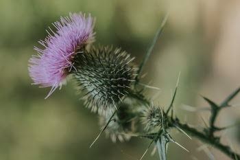 Selective Focus Photography of Purple Thistle Flower