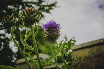 Selective Focus Photography of Purple Thistle Flower