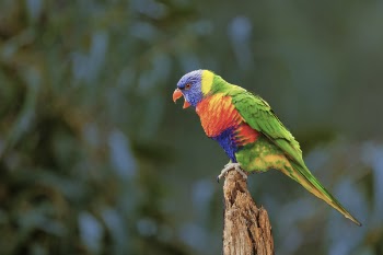 Selective Focus Photography of Rainbow Lorikeet