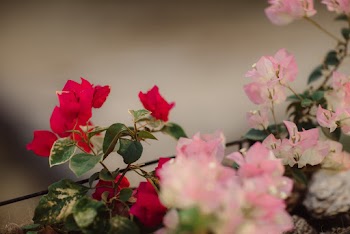 Selective Focus Photography of Red and Pink Petaled Flowers