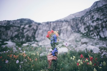 Selective Focus Photography of Red, Blue, and Yellow Petaled Flowers