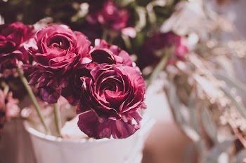 selective focus photography of red carnation flowers