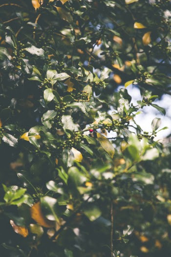 Selective Focus Photography of Red Cherry Fruit