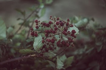 selective focus photography of red cranberries