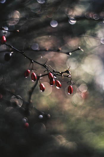 Selective Focus Photography of Red Currants