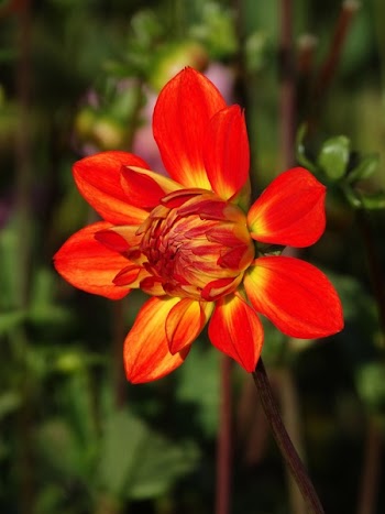 Selective Focus Photography of Red Dahlia Flower in Bloom