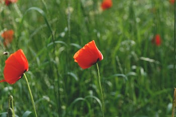 Selective Focus Photography of Red Flower