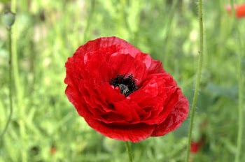 Selective Focus Photography of Red Flower